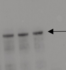 ASY1 | Asynapsis 1 in the group Antibodies Plant/Algal / DNA/RNA/Cell Cycle / Cell cycle at Agrisera AB (Antibodies for research) (AS21 4690)